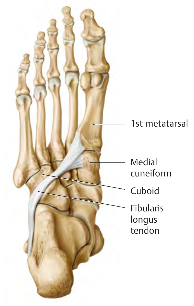 Fibularis Longus Tendon and Insertion1